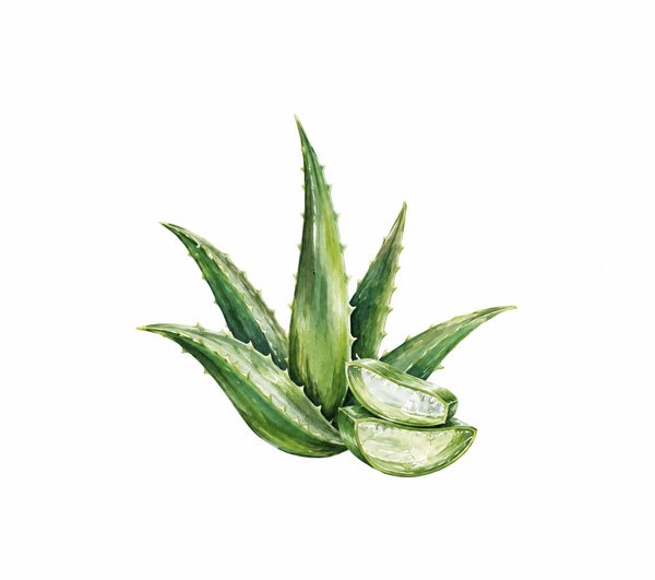 Aloe Vera Extract